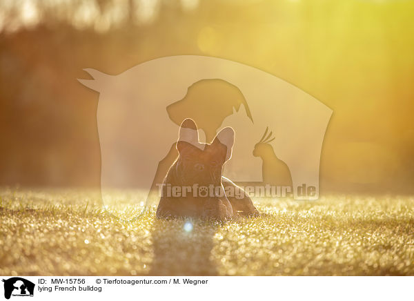 liegende Franzsische Bulldogge / lying French bulldog / MW-15756
