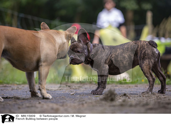 Franzsische Bulldogge zwischen Menschen / French Bulldog between people / MW-15809