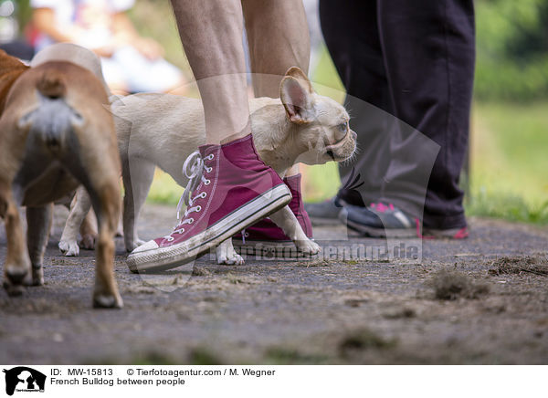 Franzsische Bulldogge zwischen Menschen / French Bulldog between people / MW-15813