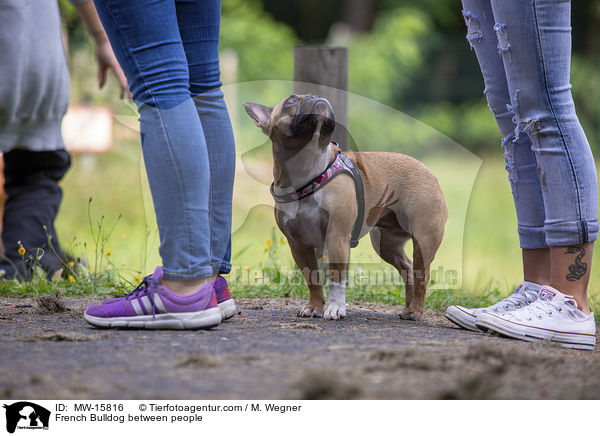 Franzsische Bulldogge zwischen Menschen / French Bulldog between people / MW-15816