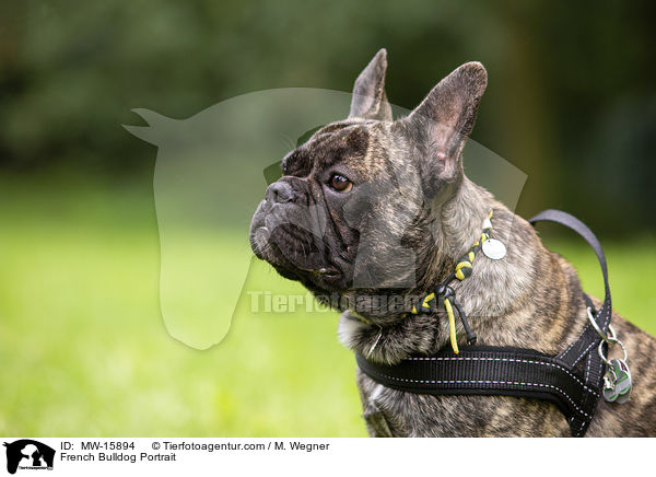 Franzsische Bulldogge Portrait / French Bulldog Portrait / MW-15894