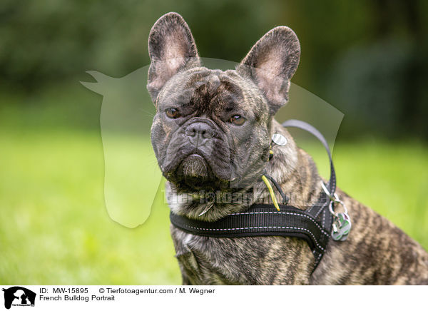 Franzsische Bulldogge Portrait / French Bulldog Portrait / MW-15895