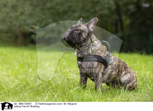 sitzende Franzsische Bulldogge / sitting French Bulldog / MW-15897