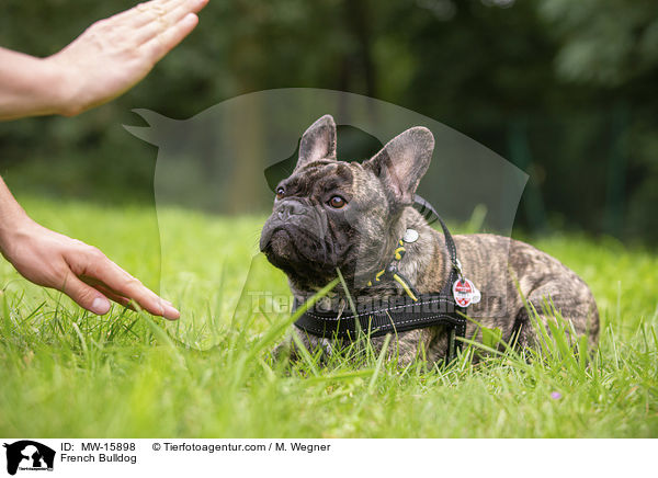 Franzsische Bulldogge / French Bulldog / MW-15898