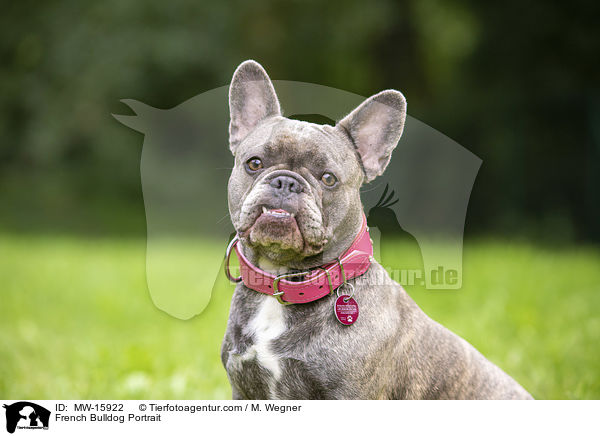 Franzsische Bulldogge Portrait / French Bulldog Portrait / MW-15922