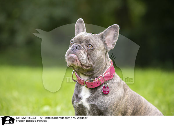 Franzsische Bulldogge Portrait / French Bulldog Portrait / MW-15923