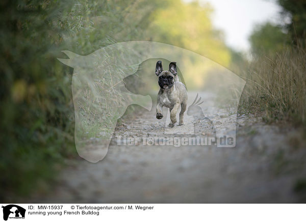 rennende junge Franzsische Bulldogge / running young French Bulldog / MW-15937