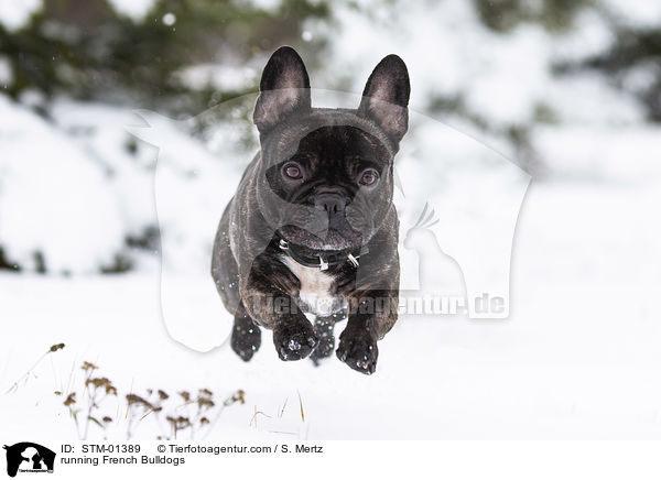 rennende Franzsische Bulldoggen / running French Bulldogs / STM-01389