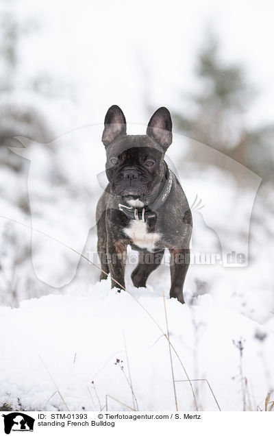 stehende Franzsische Bulldogge / standing French Bulldog / STM-01393