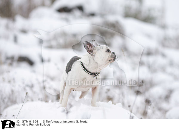 stehende Franzsische Bulldogge / standing French Bulldog / STM-01394