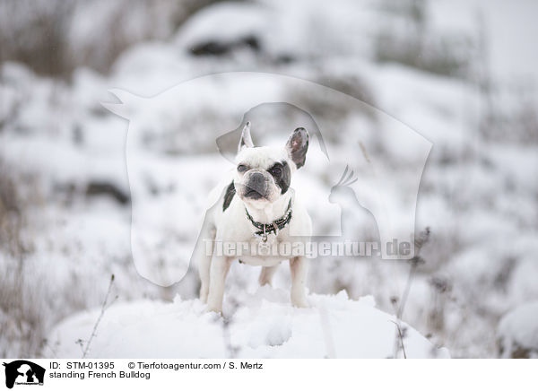 stehende Franzsische Bulldogge / standing French Bulldog / STM-01395