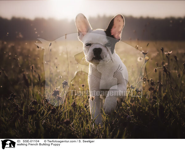 laufender Franzsische Bulldogge Welpe / walking French Bulldog Puppy / SSE-01104