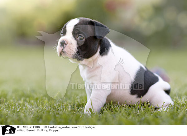 sitzender Franzsische Bulldogge Welpe / sitting French Bulldog Puppy / SSE-01106