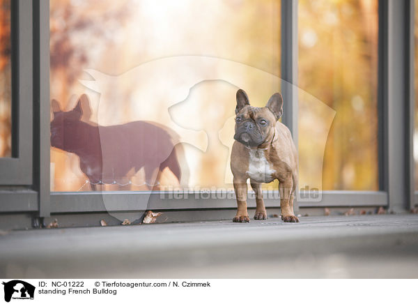 stehende Franzsische Bulldogge / standing French Bulldog / NC-01222