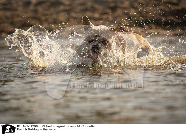 Franzsische Bulldogge im Wasser / French Bulldog in the water / MC-01268