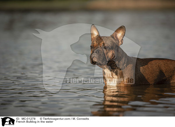 Franzsische Bulldogge im Wasser / French Bulldog in the water / MC-01278