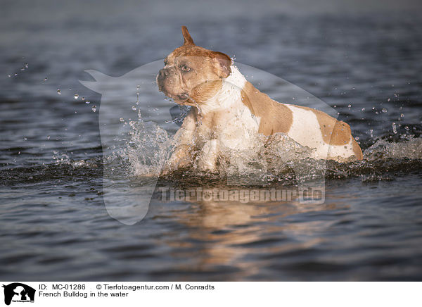 Franzsische Bulldogge im Wasser / French Bulldog in the water / MC-01286