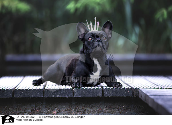liegende Franzsische Bulldogge / lying French Bulldog / AE-01252