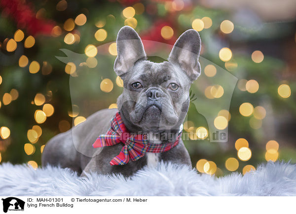 liegende Franzsische Bulldogge / lying French Bulldog / MAH-01301