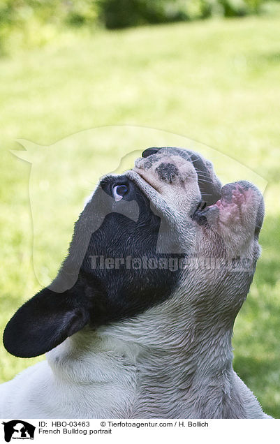 Franzsische Bulldogge Portrait / French Bulldog portrait / HBO-03463