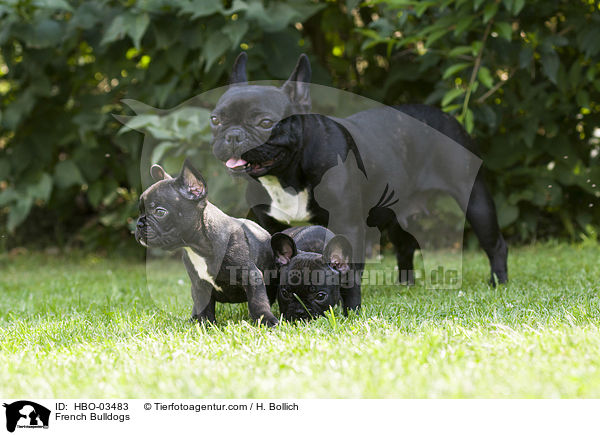 Franzsische Bulldoggen / French Bulldogs / HBO-03483
