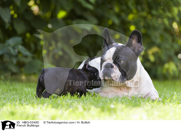 Franzsische Bulldoggen / French Bulldogs / HBO-03485