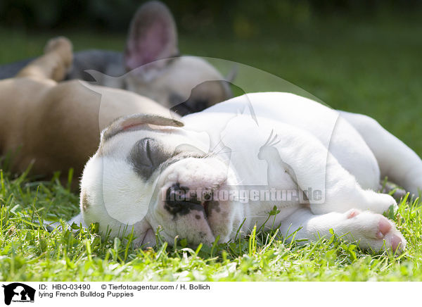 liegende Franzsische Bulldogge Welpen / lying French Bulldog Puppies / HBO-03490
