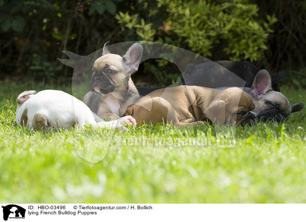 liegende Franzsische Bulldogge Welpen / lying French Bulldog Puppies / HBO-03496