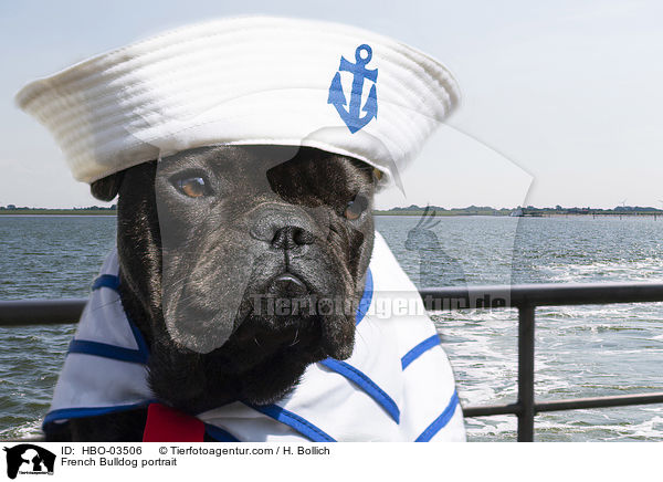Franzsische Bulldogge Portrait / French Bulldog portrait / HBO-03506