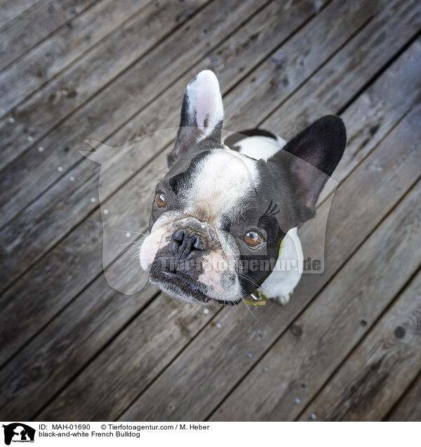 schwarz-weie Franzsische Bulldogge / black-and-white French Bulldog / MAH-01690