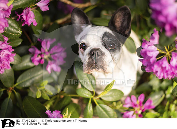 Franzsische Bulldogge Portrait / French Bulldog Portrait / TAH-01204
