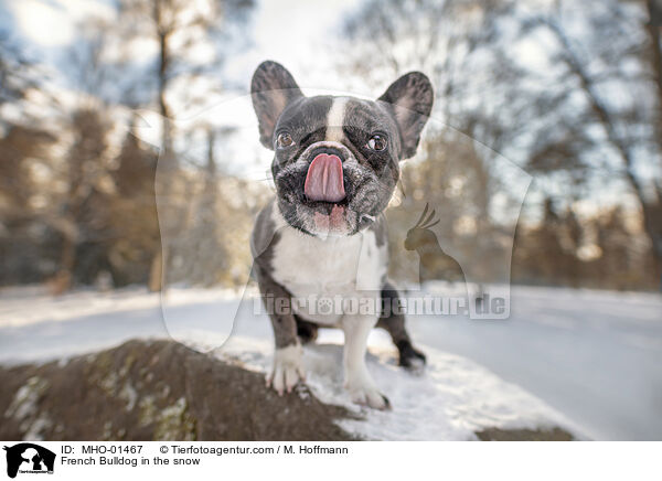 Franzsische Bulldogge im Schnee / French Bulldog in the snow / MHO-01467