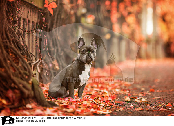 sitzende Franzsische Bulldogge / sitting French Bulldog / JAM-01571