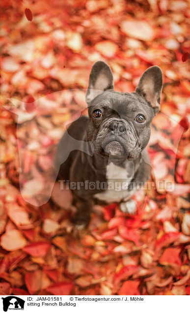 sitzende Franzsische Bulldogge / sitting French Bulldog / JAM-01581