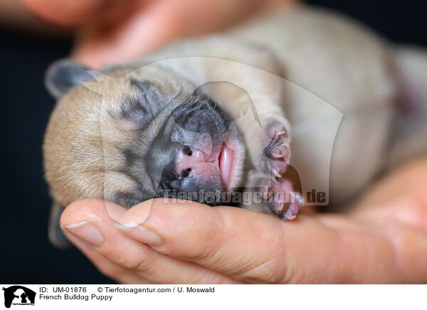 Franzsische Bulldogge Welpe / French Bulldog Puppy / UM-01876