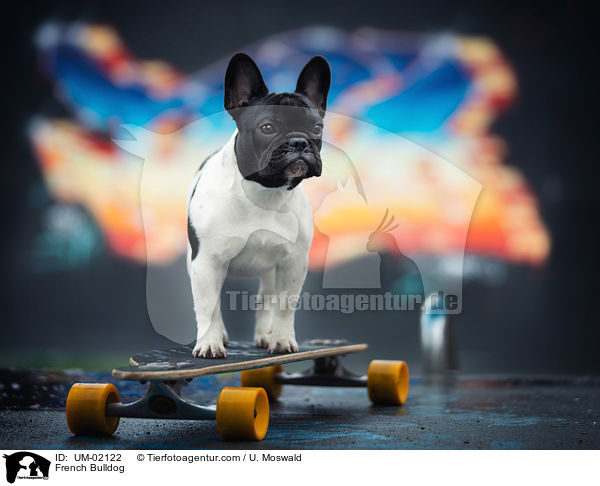 Franz�sische Bulldogge / French Bulldog / UM-02122