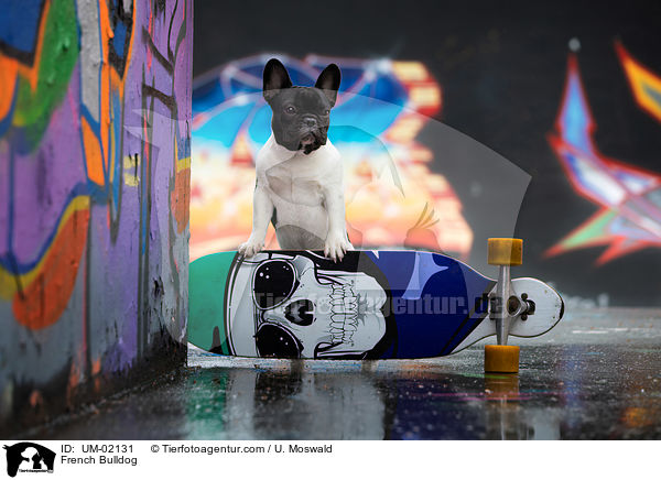 Franz�sische Bulldogge / French Bulldog / UM-02131