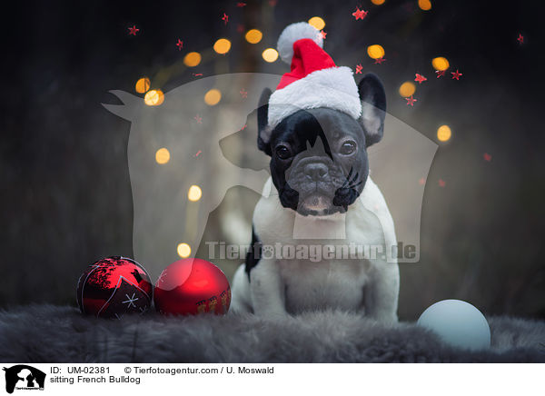 sitzende Franzsische Bulldogge / sitting French Bulldog / UM-02381
