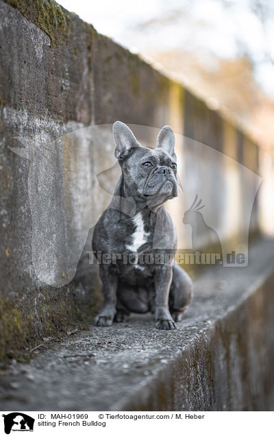 sitzende Franzsische Bulldogge / sitting French Bulldog / MAH-01969