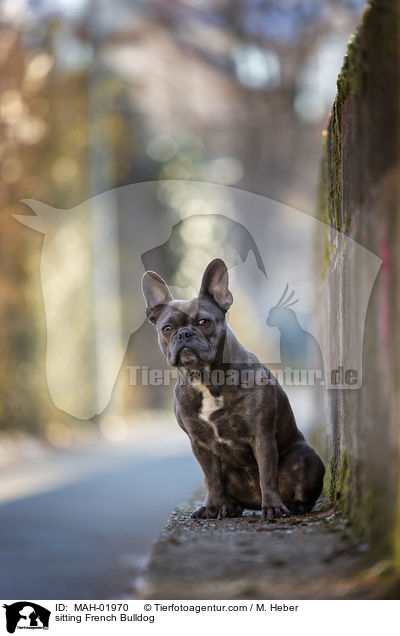 sitzende Franzsische Bulldogge / sitting French Bulldog / MAH-01970