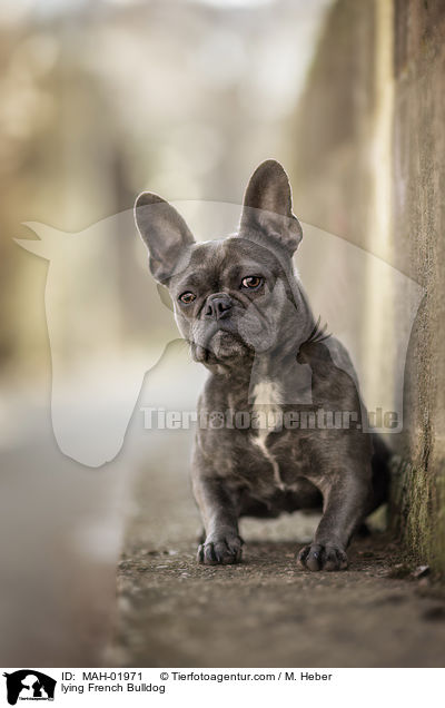liegende Franzsische Bulldogge / lying French Bulldog / MAH-01971
