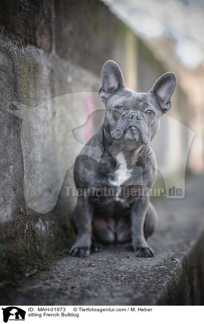 sitzende Franzsische Bulldogge / sitting French Bulldog / MAH-01973