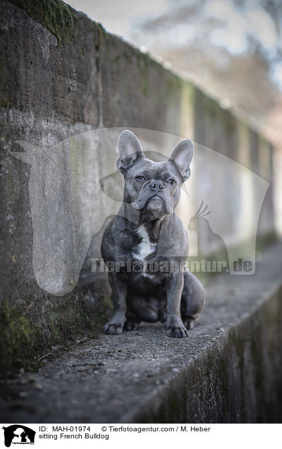 sitzende Franzsische Bulldogge / sitting French Bulldog / MAH-01974