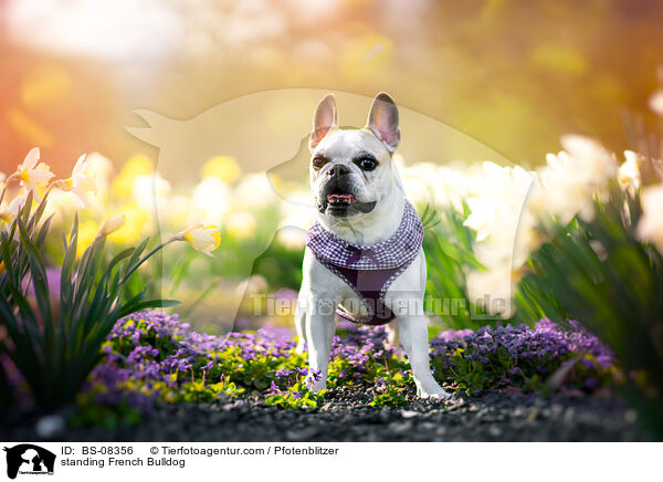 stehende Franzsische Bulldogge / standing French Bulldog / BS-08356