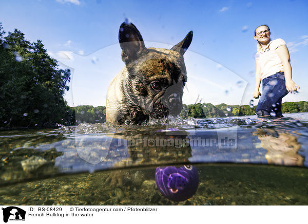 Franzsische Bulldogge im Wasser / French Bulldog in the water / BS-08429
