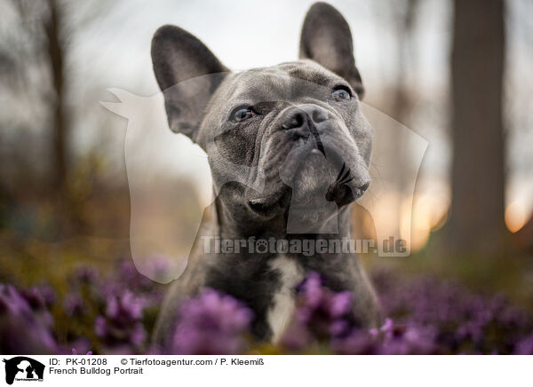 French Bulldog Portrait / PK-01208