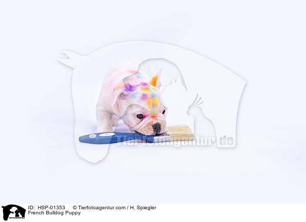 Franzsische Bulldogge Welpe / French Bulldog Puppy / HSP-01353