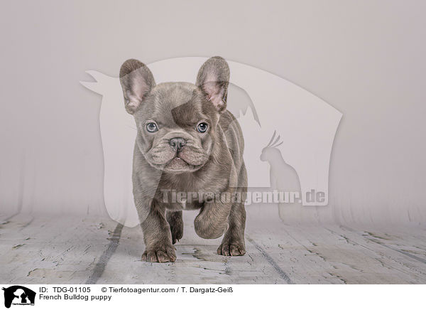 Franzsische Bulldogge Welpe / French Bulldog puppy / TDG-01105