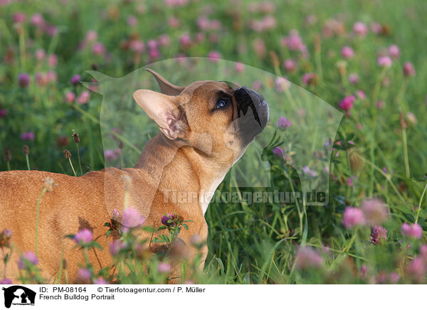 Franzsische Bulldogge Portrait / French Bulldog Portrait / PM-08164