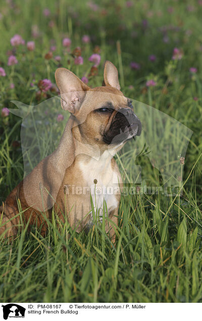 sitzende Franzsische Bulldogge / sitting French Bulldog / PM-08167